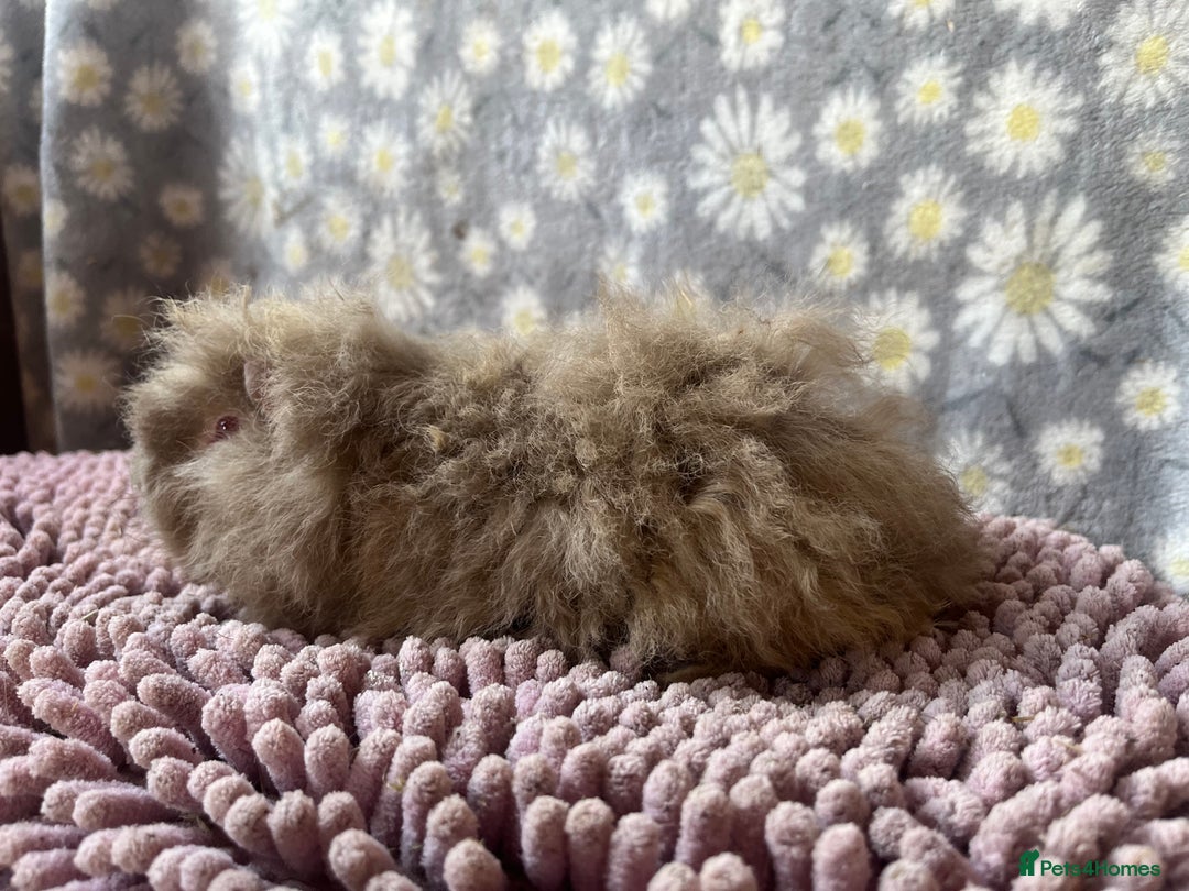 Guinea Pig rodents for sale: GORGOUS PAIR OF ALPACA BOYS🩵🩵 - Image 4