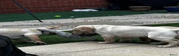 Goldador dogs for sale: Stunning Goldador puppies  - Advert 14