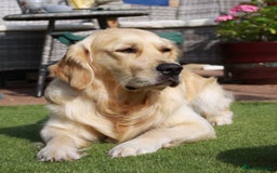 Golden Retriever dogs for stud: Duke, Proven KC registered  for stud. in Faringdon - Image 4