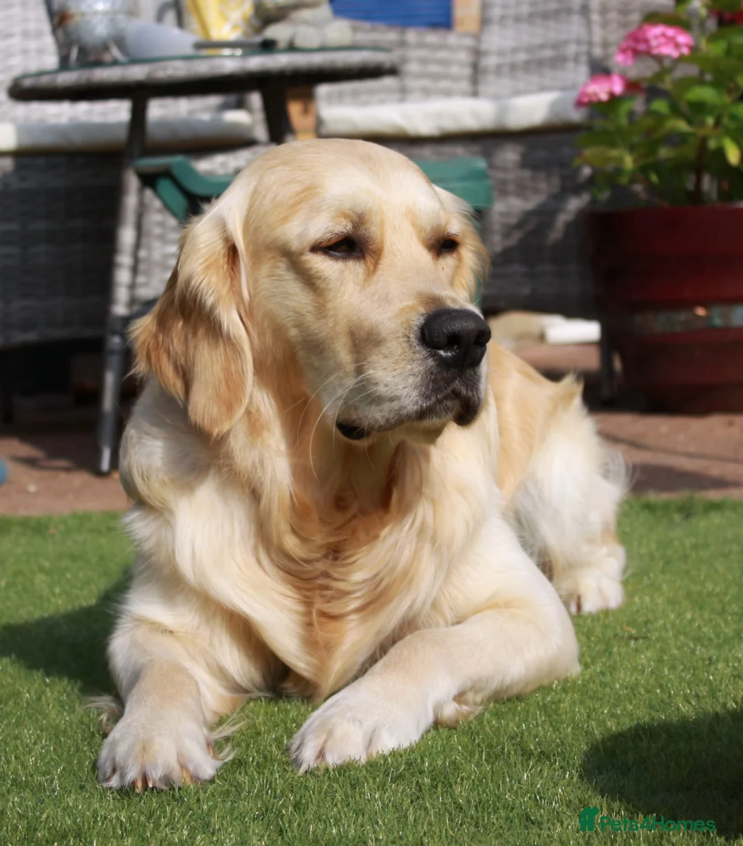 Golden Retriever dogs for stud: Duke, Proven KC registered  for stud. in Faringdon - Advert 4