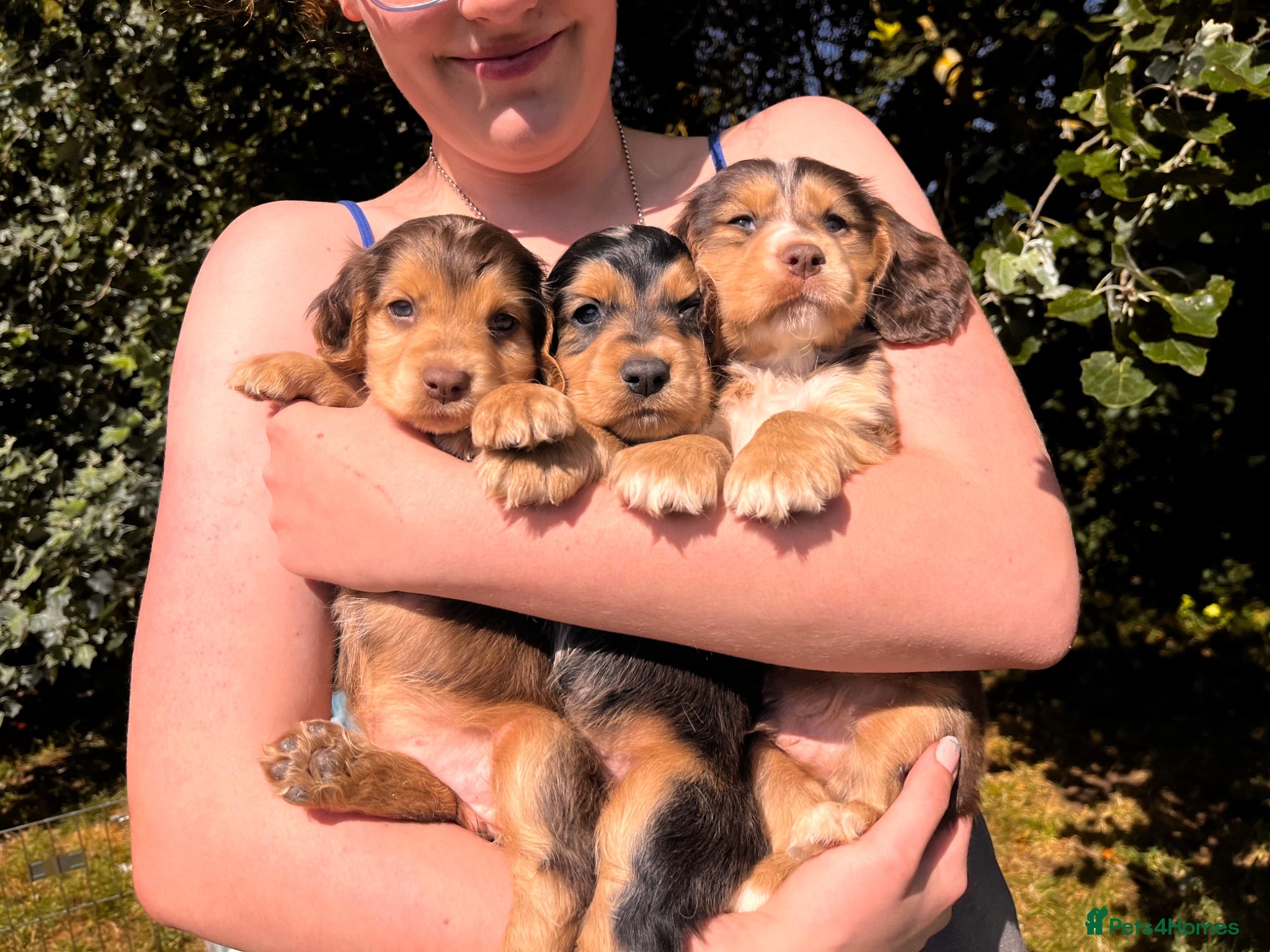Cocker Spaniel dogs Stunningly beautiful spaniels  - Advert 1