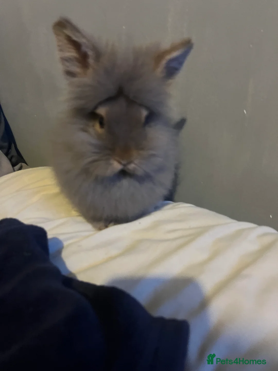 Lionhead rabbits for sale: 2 lions heads for sale  - Advert 5