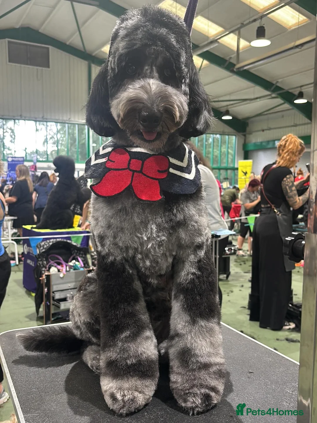 Bordoodle dogs for sale: 🌙☀️Waiting List Open🌙☀️ - Advert 4