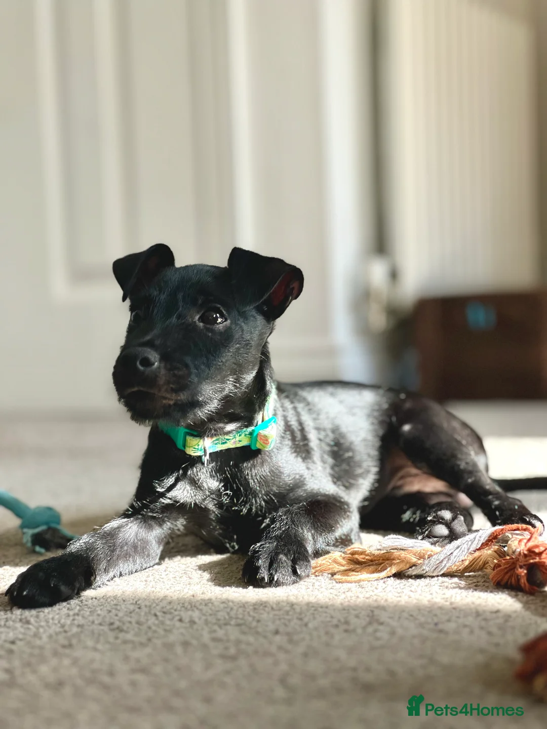 Patterdale Terrier dogs for sale: 1yr Old Male Patterdale  - Advert 2