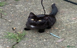 Mixed Breed cats for sale: black and white kittens - Image 2