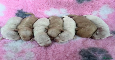 Miniature Dachshund dogs - Advert 5