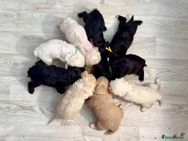Goldendoodle dogs for sale: 🌟Mesmerising miniature golden doodle babies 🌟 - Advert 17