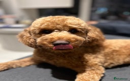 Cockapoo dogs for sale: Adorable Cockapoo Looking for a Loving New Home - Image 5