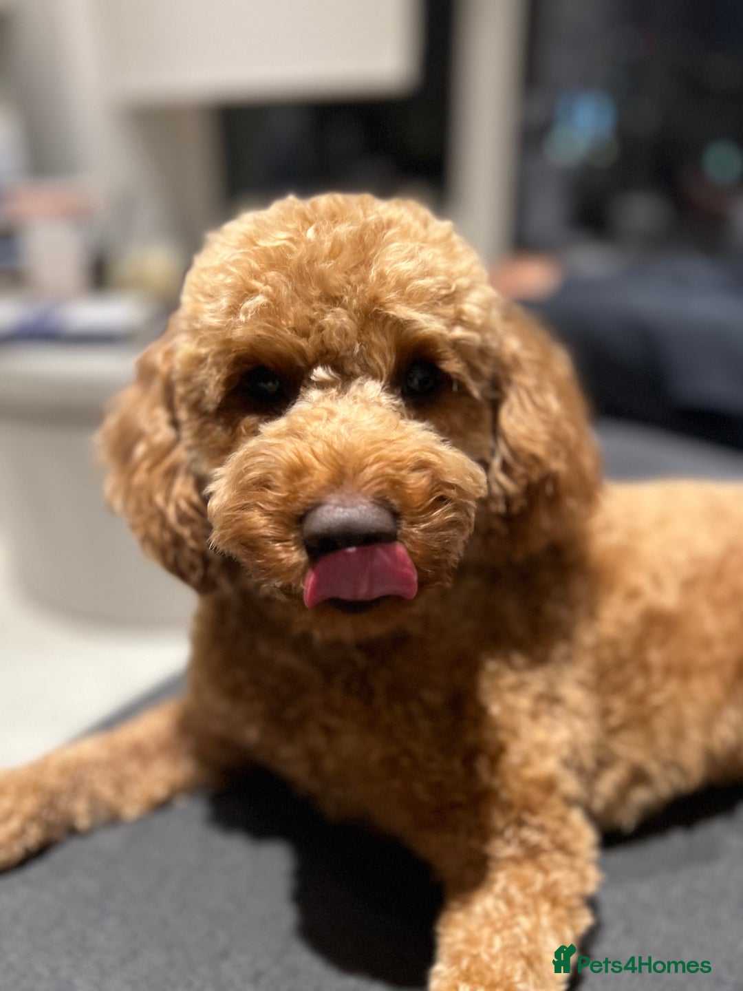 Cockapoo dogs for sale: Adorable Cockapoo Looking for a Loving New Home - Image 5