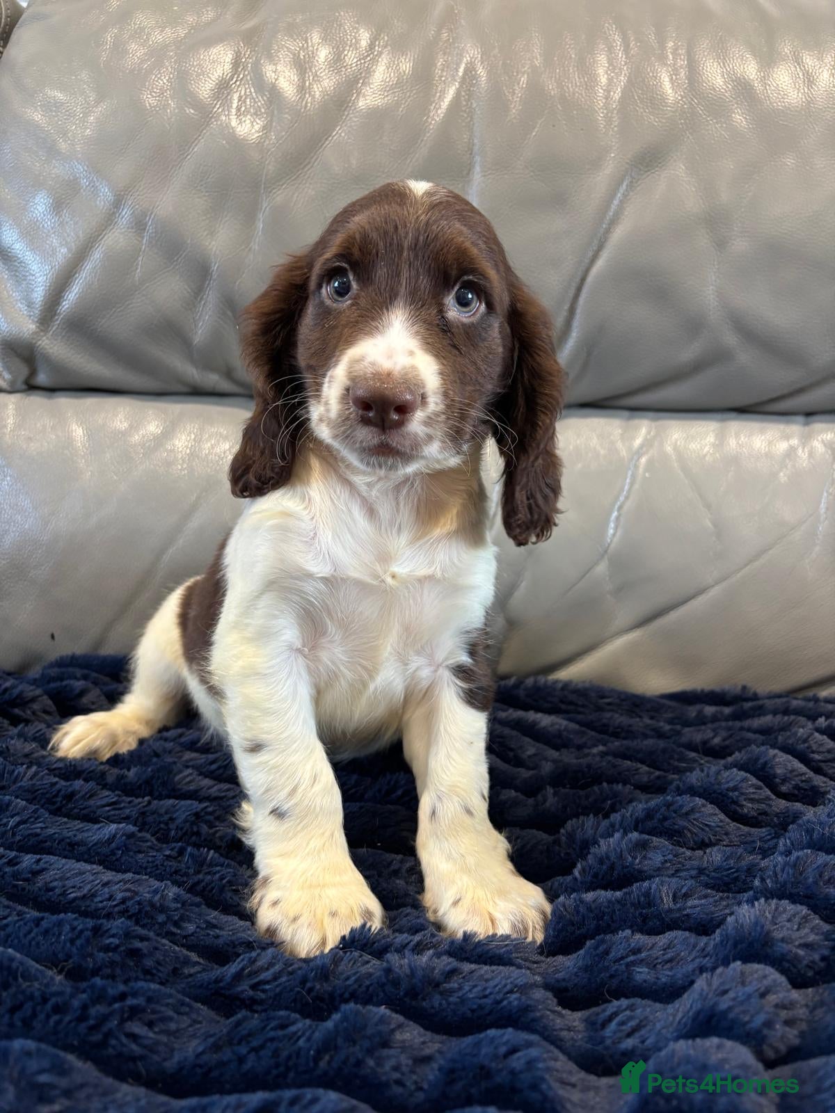 Cocker Spaniel dogs Cocker Spaniel Last Boy Ready Now - Advert 3