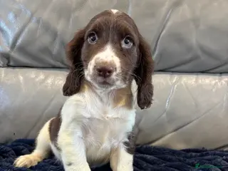 Cocker Spaniel dogs Cocker Spaniel Last Boy Ready Now - Advert 16