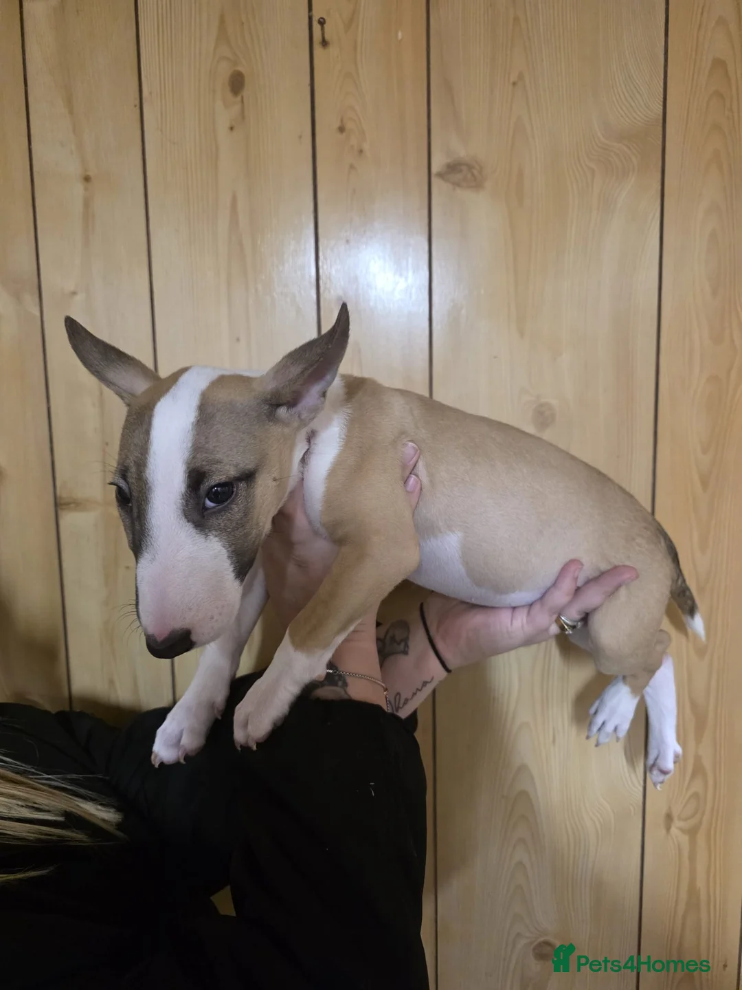 English Bull Terrier dogs for sale:  English bull terrier  - Advert 2
