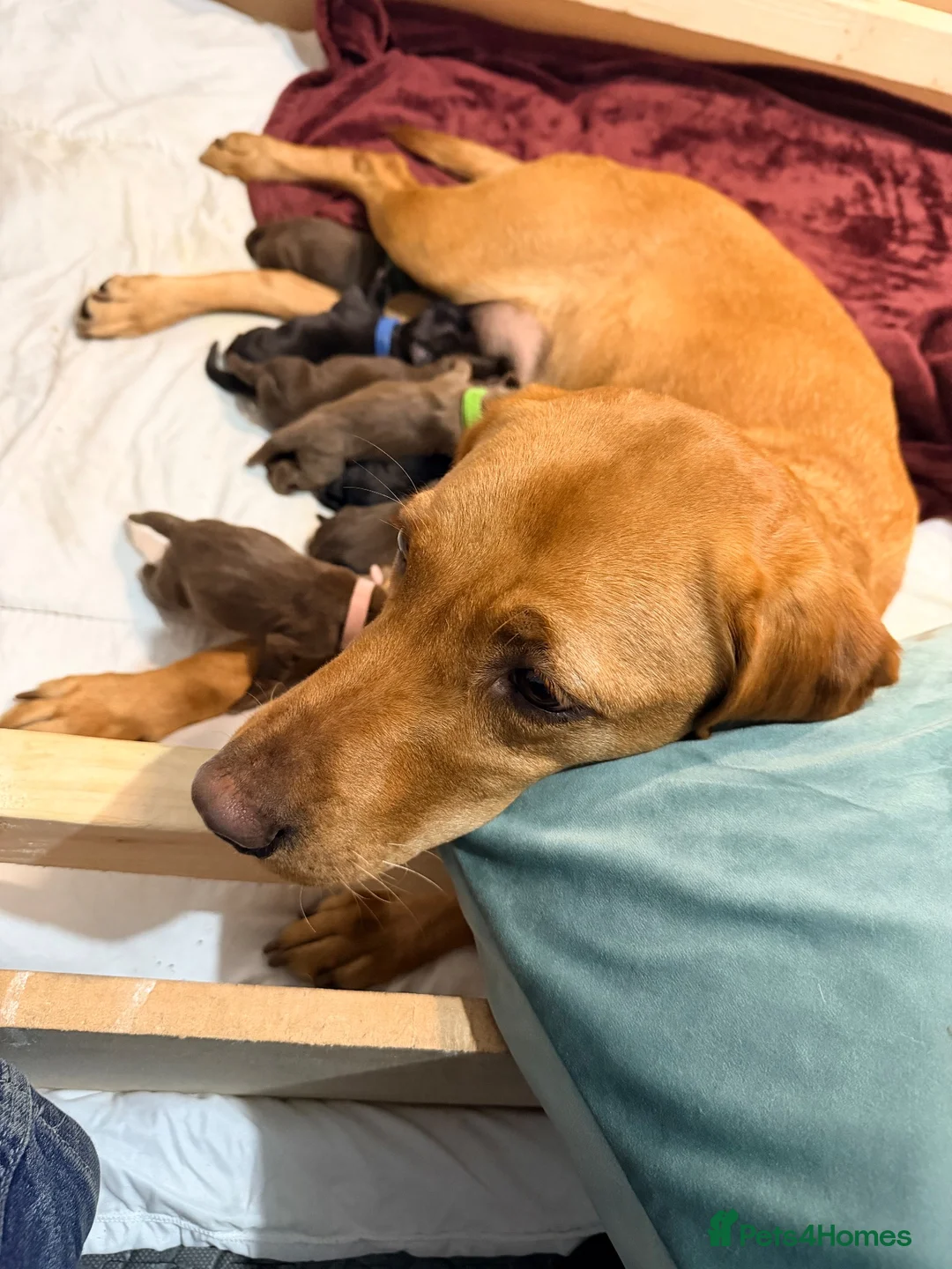 Labrador Retriever dogs for sale: charcoal/silver/black/chocolate Labrador puppies  - Advert 2