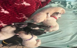 Mixed Breed dogs for sale: Huskador - Image 6