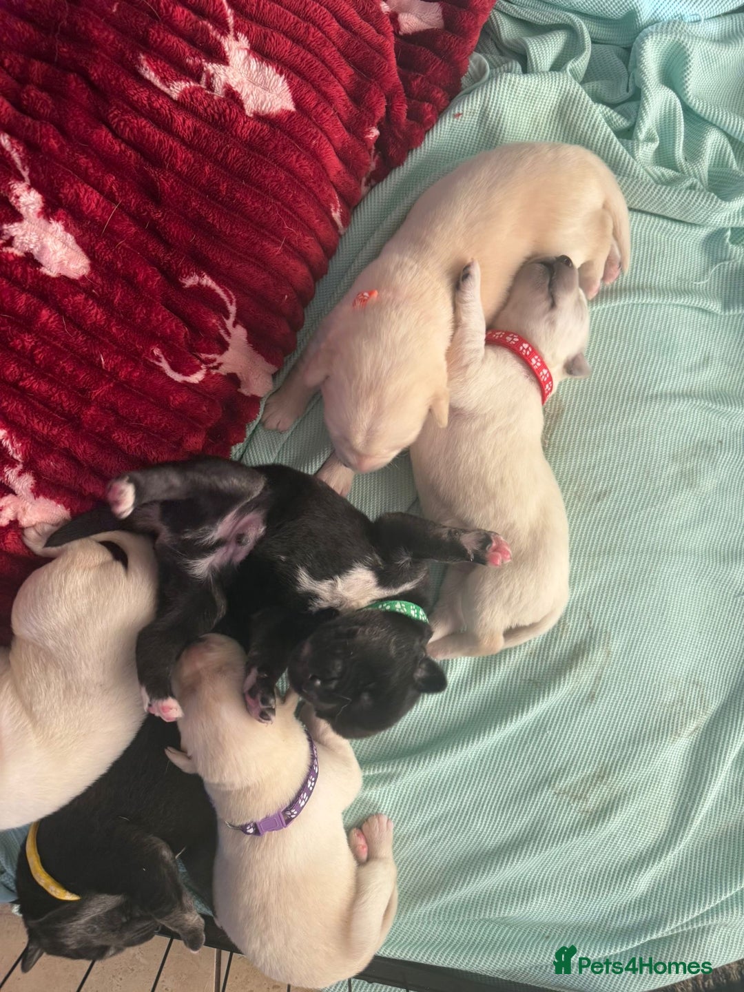 Mixed Breed dogs for sale: Huskador - Image 6