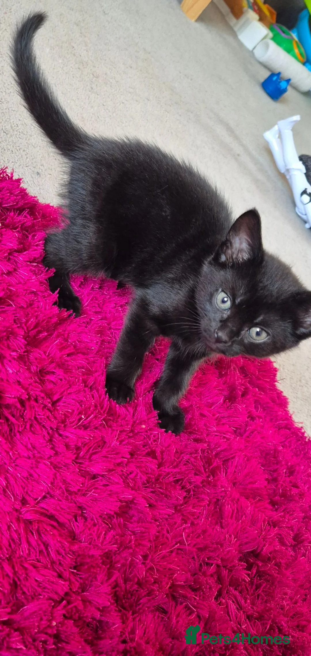 Mixed Breed cats for sale: Kittens in Sudbury - Advert 3