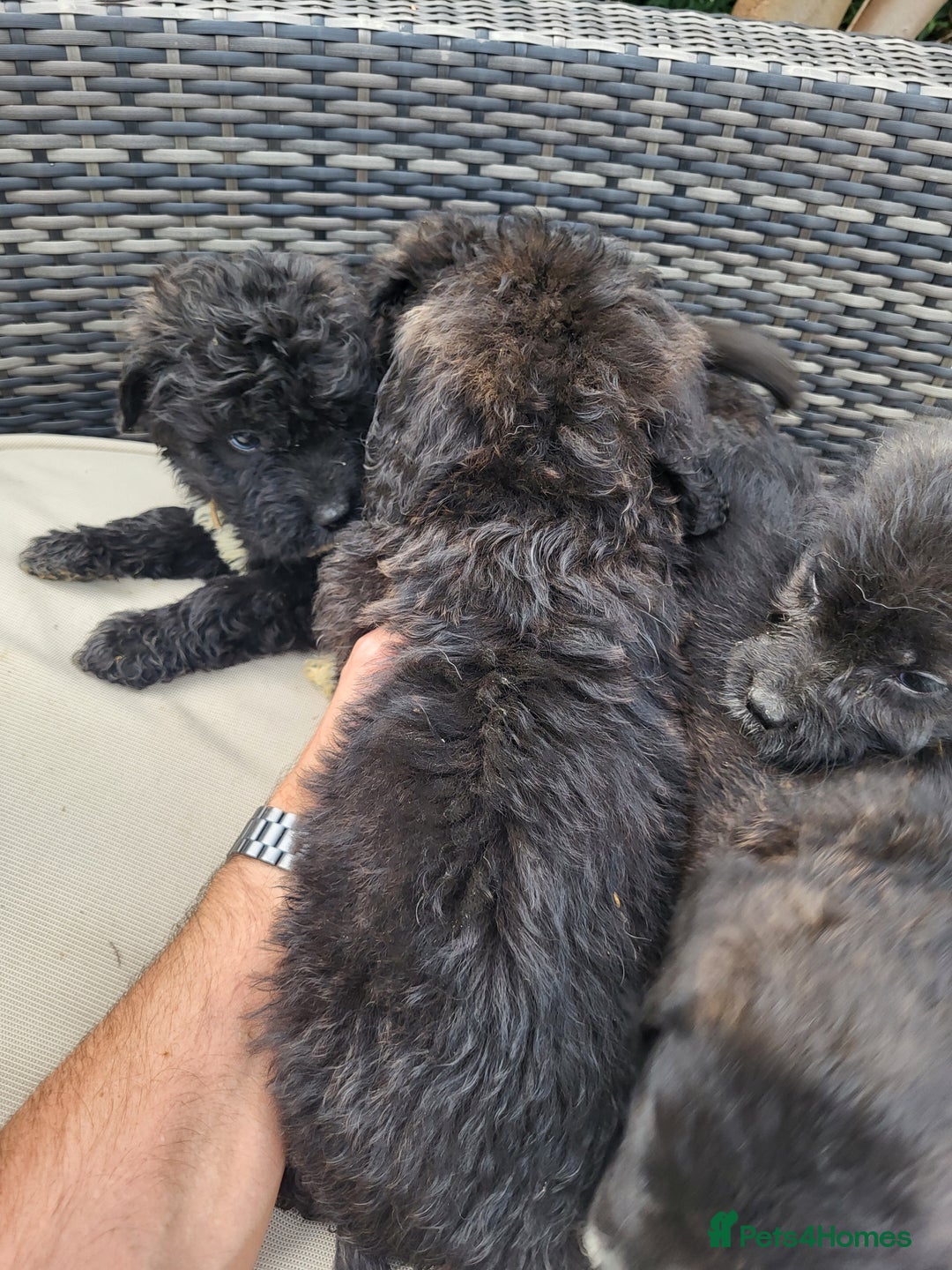 Mixed Breed dogs for sale: Saint Bernadoodles F1  - Image 6