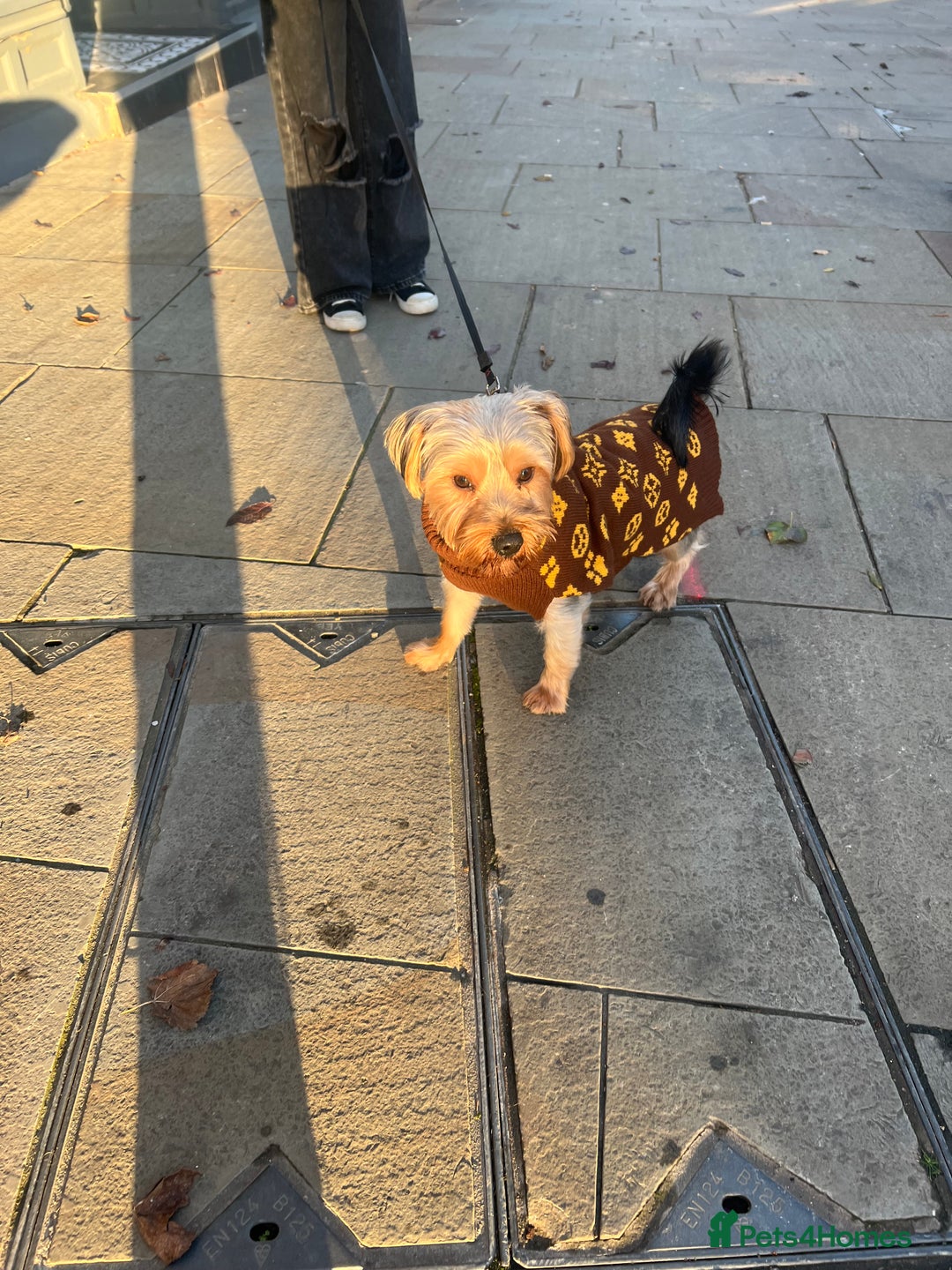 Yorkshire Terrier dogs for sale: Yorkshire terrier  - Advert 1