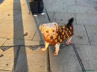 Yorkshire Terrier dogs Yorkshire terrier - Advert 1