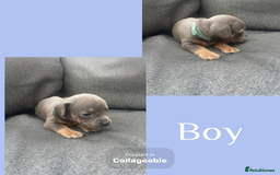 Mixed Breed dogs for sale: Beautiful French wieners  - Image 1