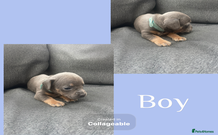 Mixed Breed dogs - Advert 10