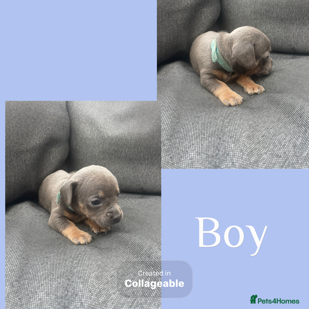 Mixed Breed dogs for sale: Beautiful French wieners  - Image 1