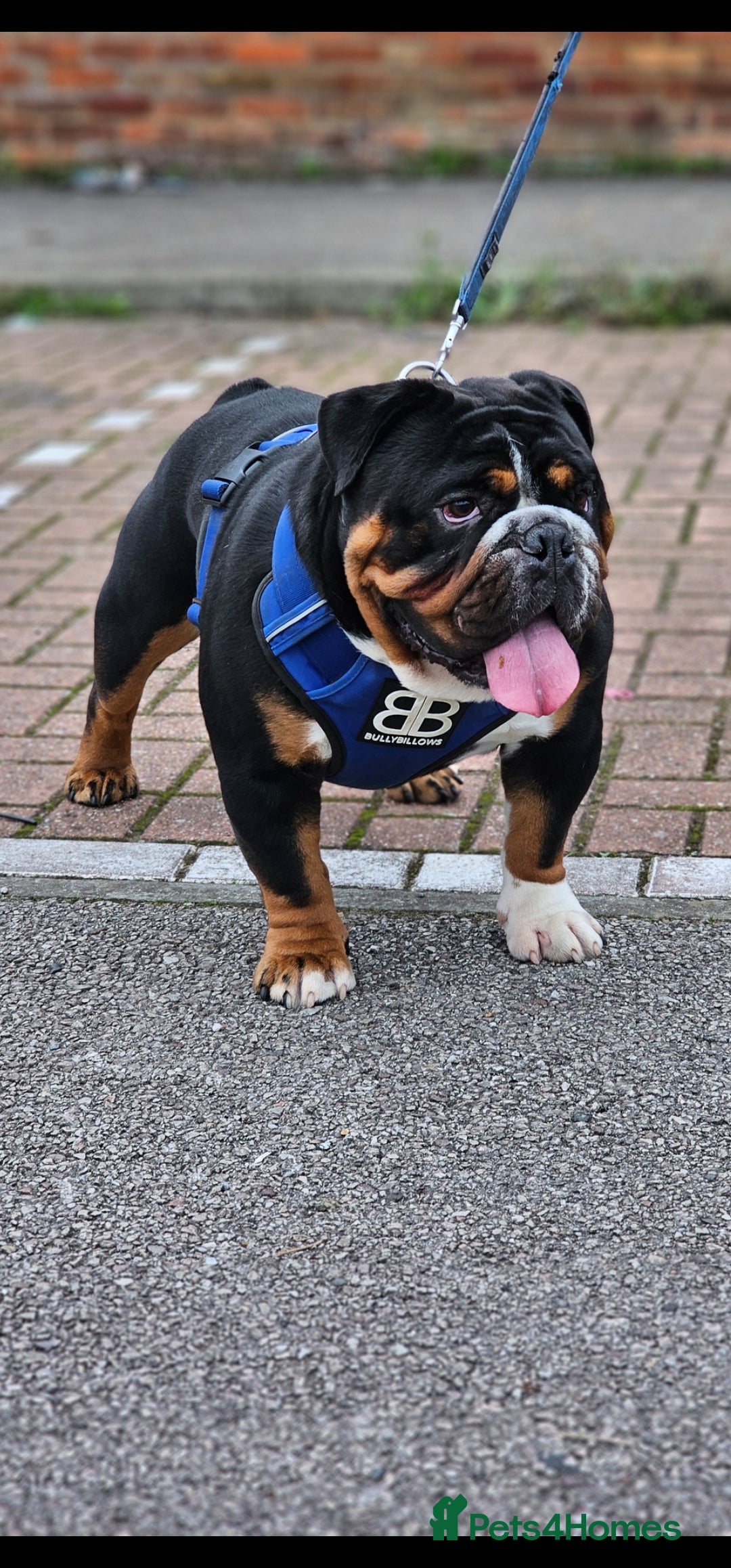 English Bulldog dogs KC BRITISH BULLDOG FOR STUD - Advert 21
