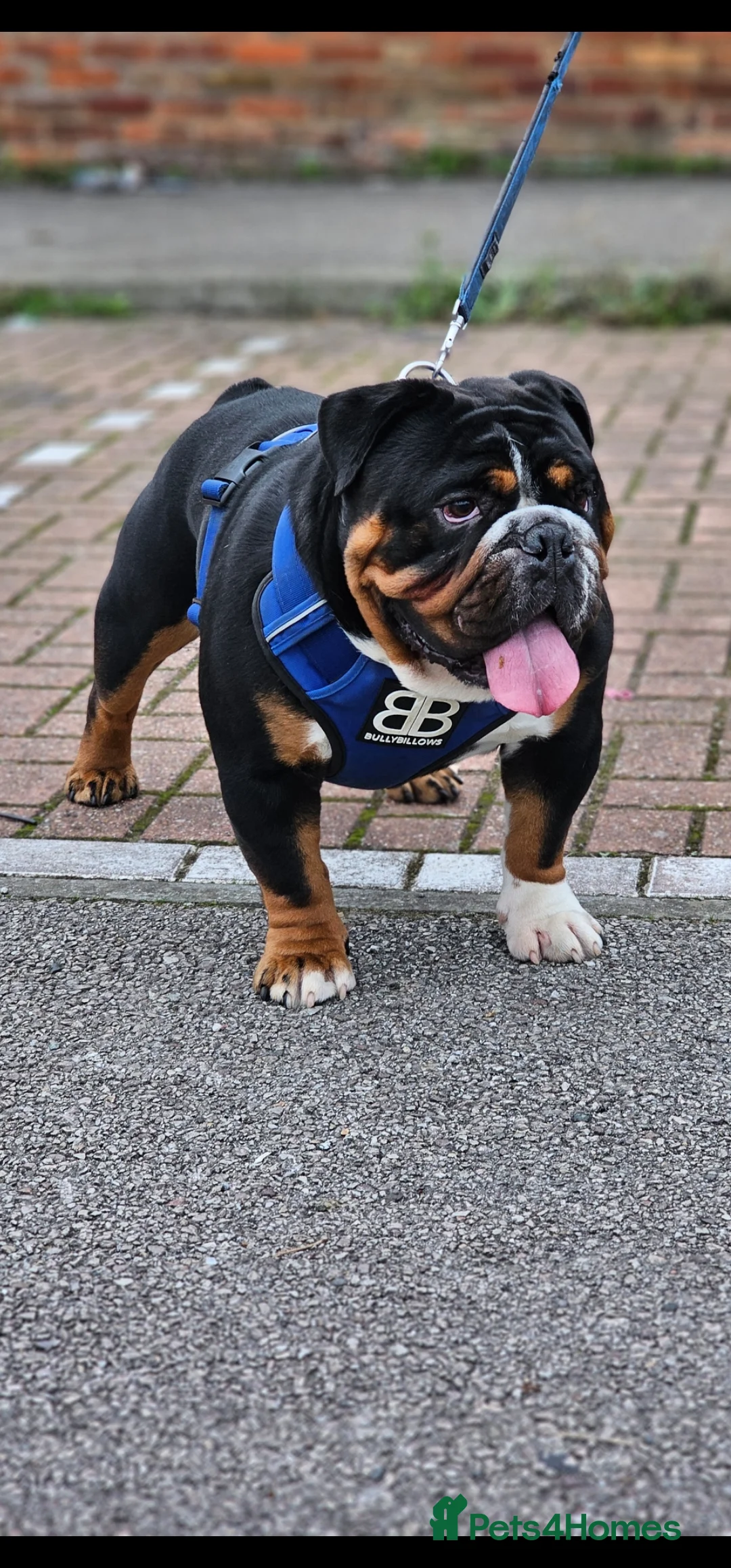 English Bulldog dogs for stud: KC BRITISH BULLDOG FOR STUD in Basildon - Advert 2
