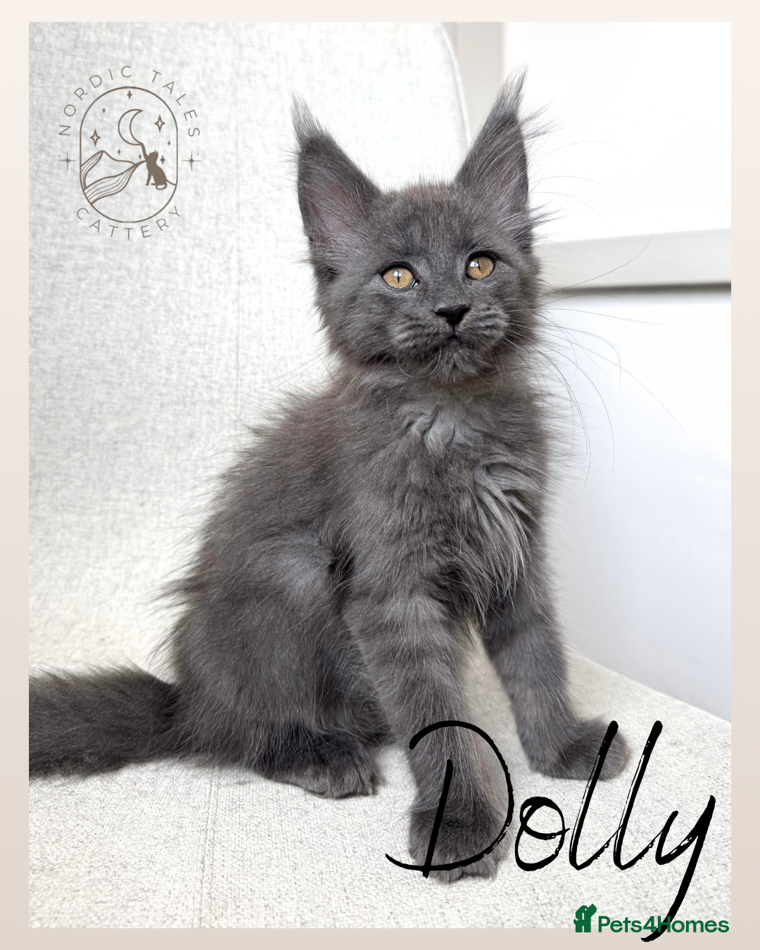 Maine Coon cats Stunning TICA Solid Blue Pedigree Kittens  - Advert 2