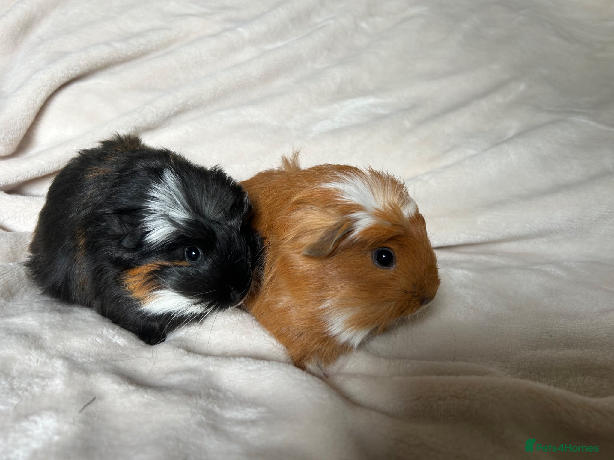 Guinea Pig rodents for sale: Baby Guinea pigs  - Advert 6