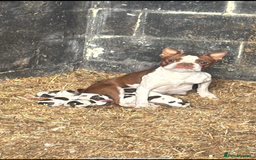 Mixed Breed dogs for sale: Boston spaniel ready now - Image 6