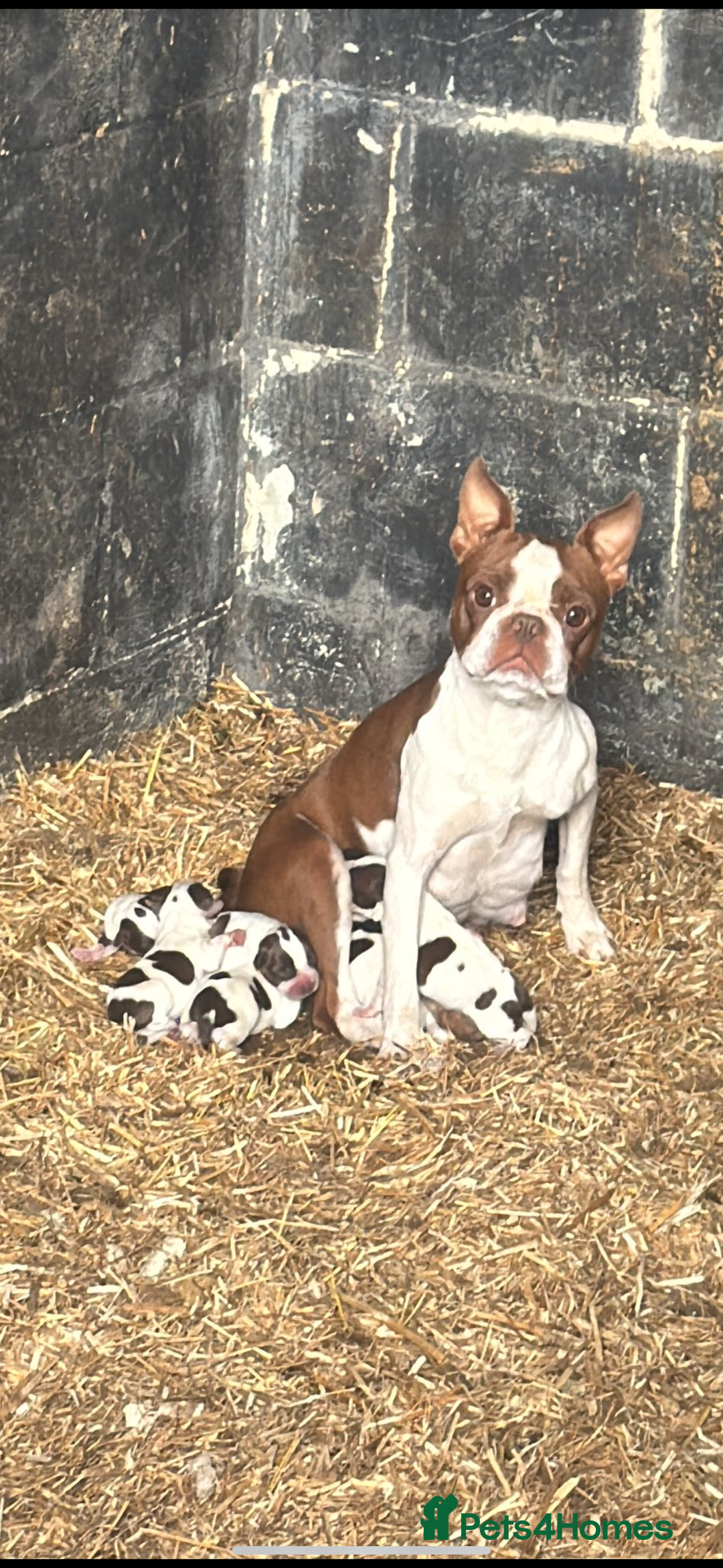 Mixed Breed dogs for sale: Boston spaniel ready now - Image 6