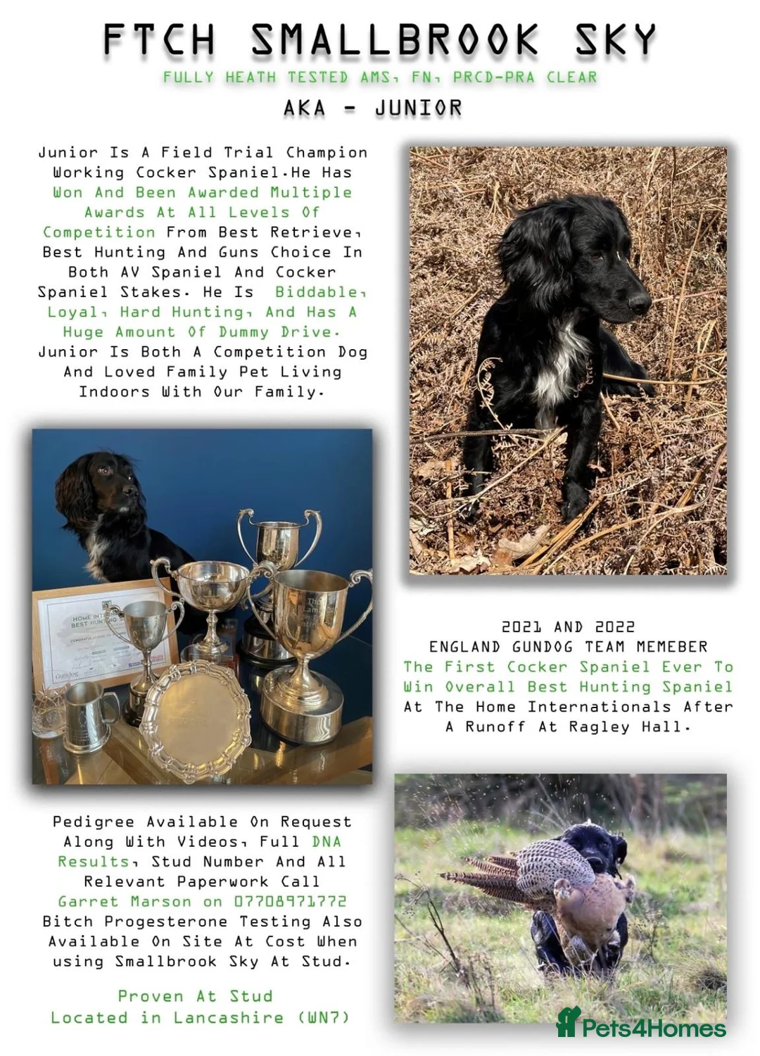 Cocker Spaniel dogs for sale: Working Cocker Spaniels -Dad is a gundog champion  - Advert 2