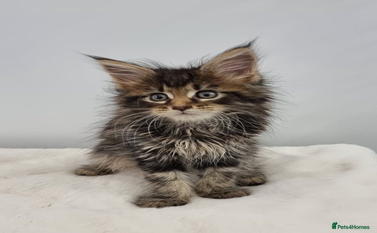 Maine Coon cats for sale - Advert 2