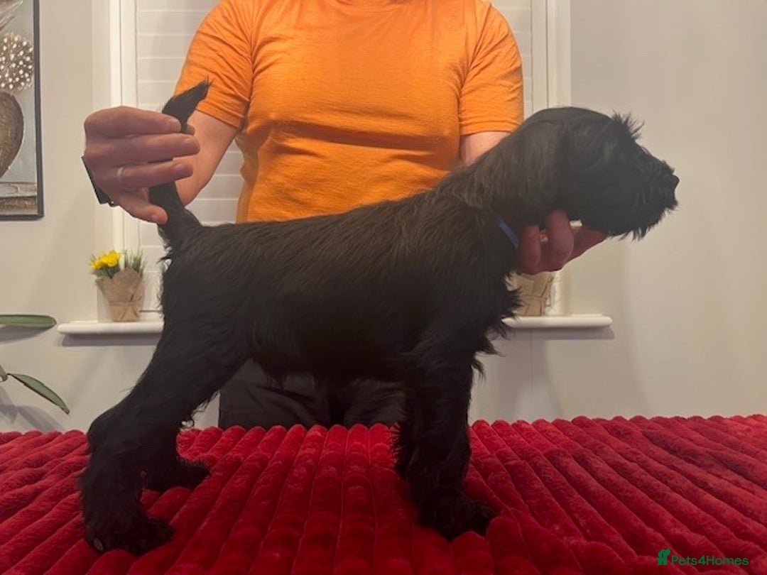 Miniature Schnauzer dogs for sale: Black Miniature Schnauzer Puppies  - Advert 2