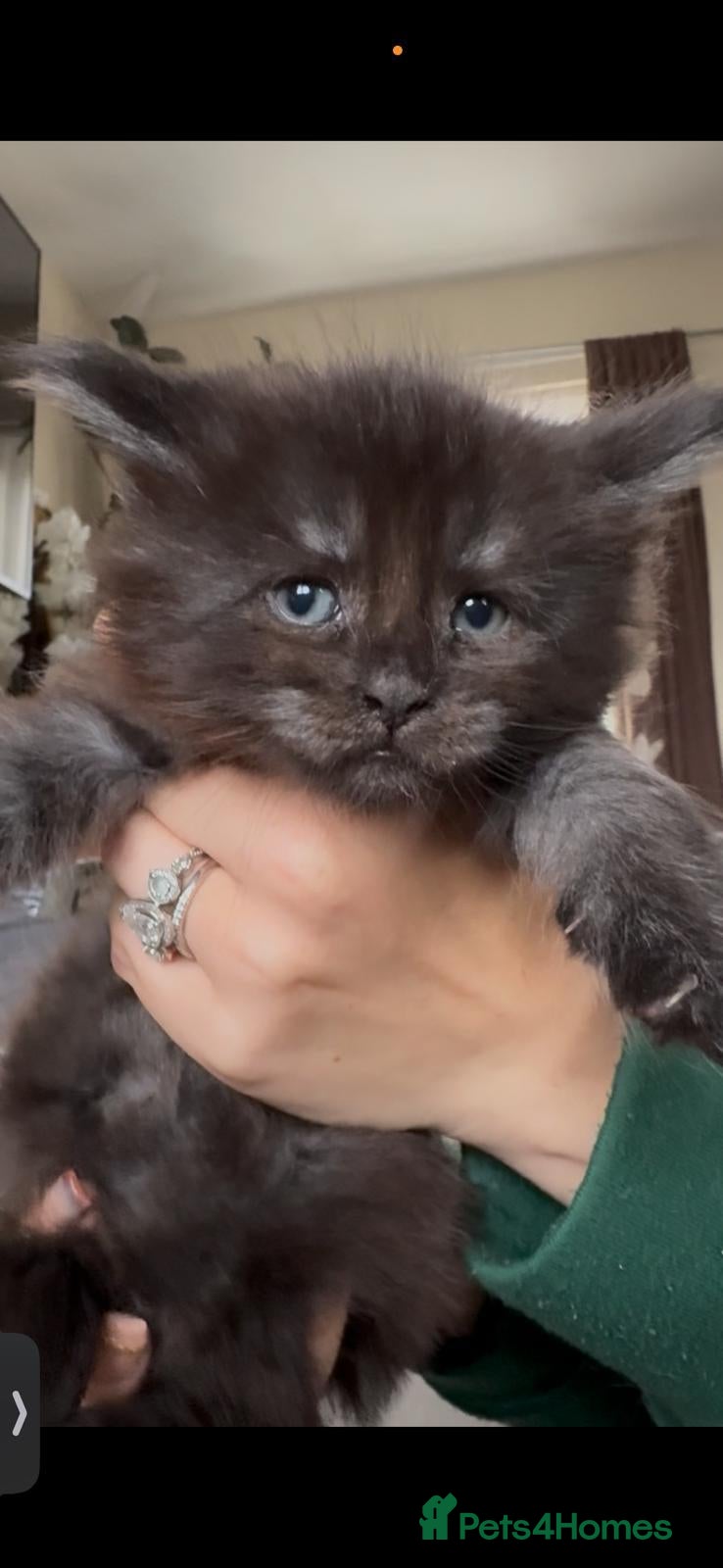Maine Coon cats Registered GCCF cuddly Maine coon babies - Advert 2