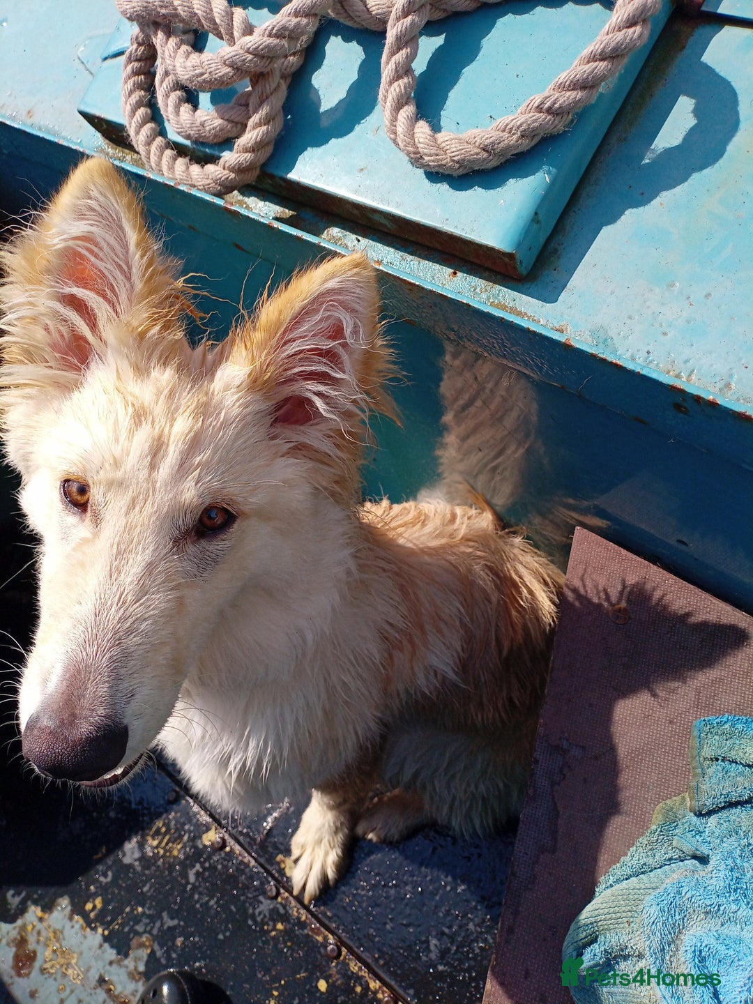 German Shepherd dogs for sale: 9 month white German shepherd  - Image 2