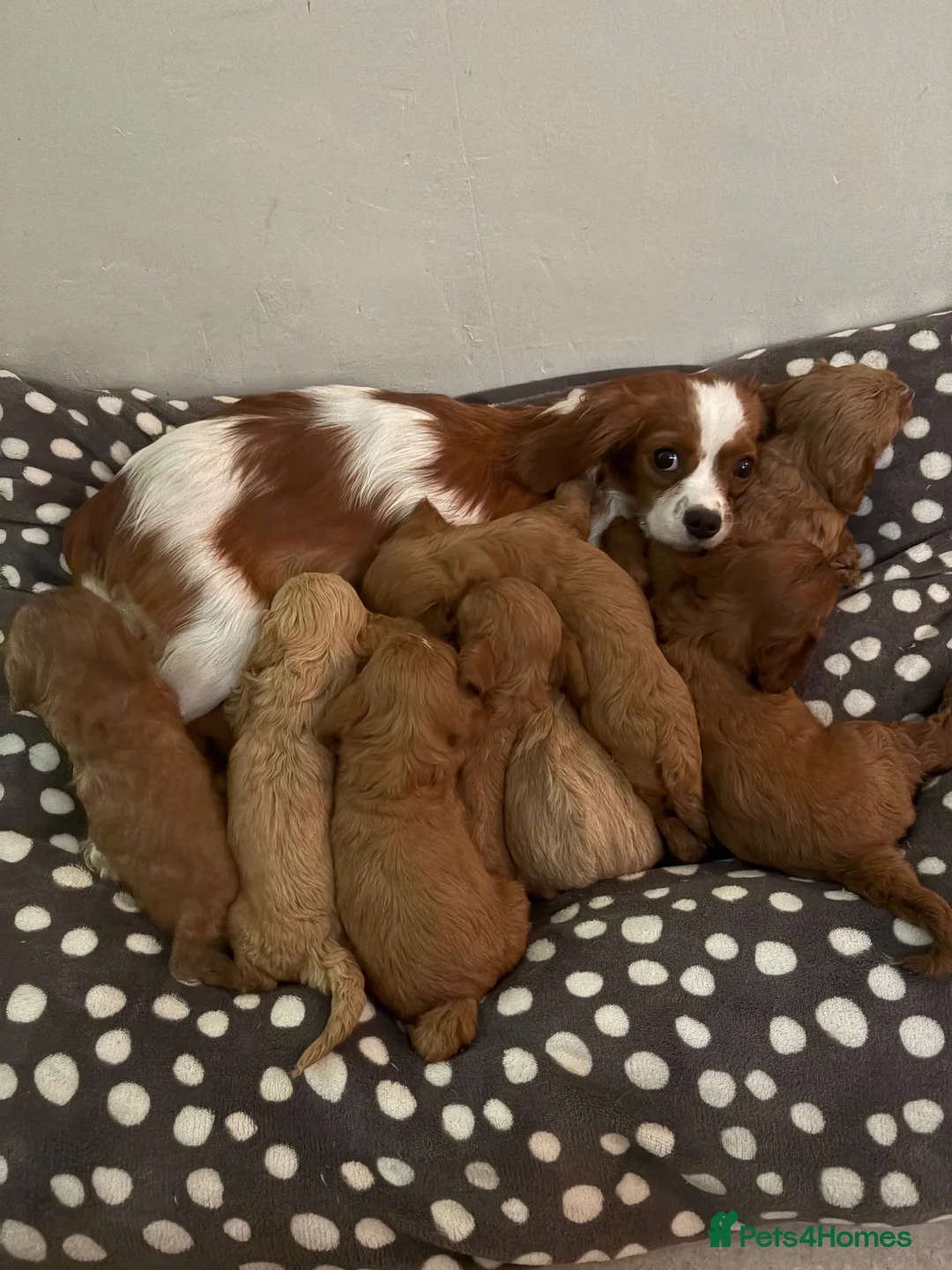 Cavapoo dogs for sale: Are gorgeous cavapoo puppies  - Advert 1
