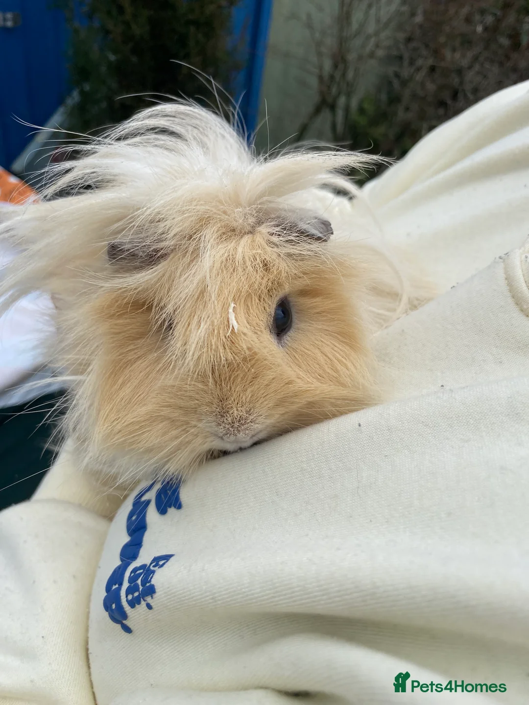 Guinea Pig rodents for sale: 2 long haired Guinea pigs  - Advert 4
