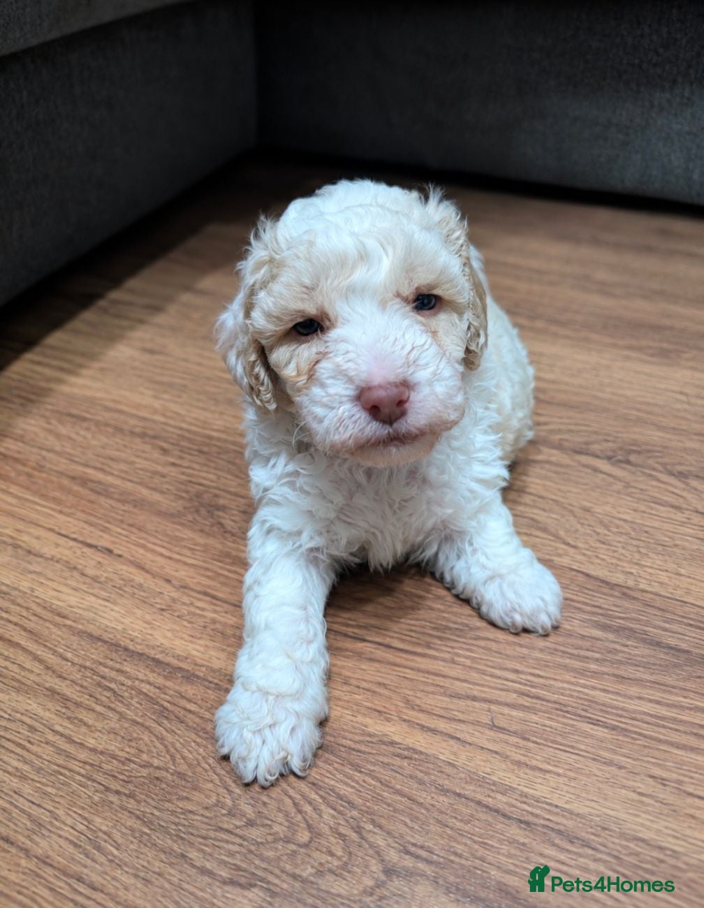 Cavapoochon dogs ❤️ Merle/champagne Cavapoochon puppies ❤️ - Advert 1