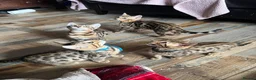 Bengal cats for sale: BENGAL in Norwich - Advert 8