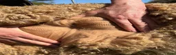 Alpaca livestock for sale: BAS registered breeding female Alpacas  in Totnes - Advert 11