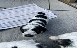 Mixed Breed dogs for sale: Cockapoo x Maltese (Maltipoo) - Image 13