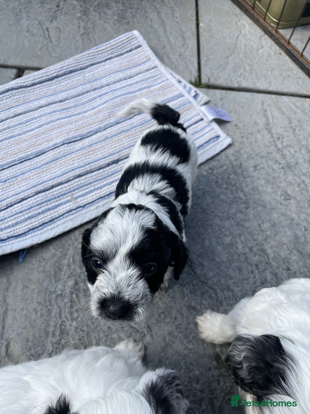 Mixed Breed dogs for sale: Cockapoo x Maltese (Maltipoo) - Image 13