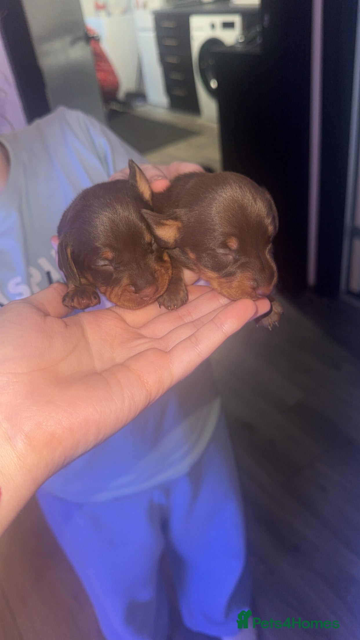 Miniature Dachshund dogs Miniature dachshund  - Advert 6