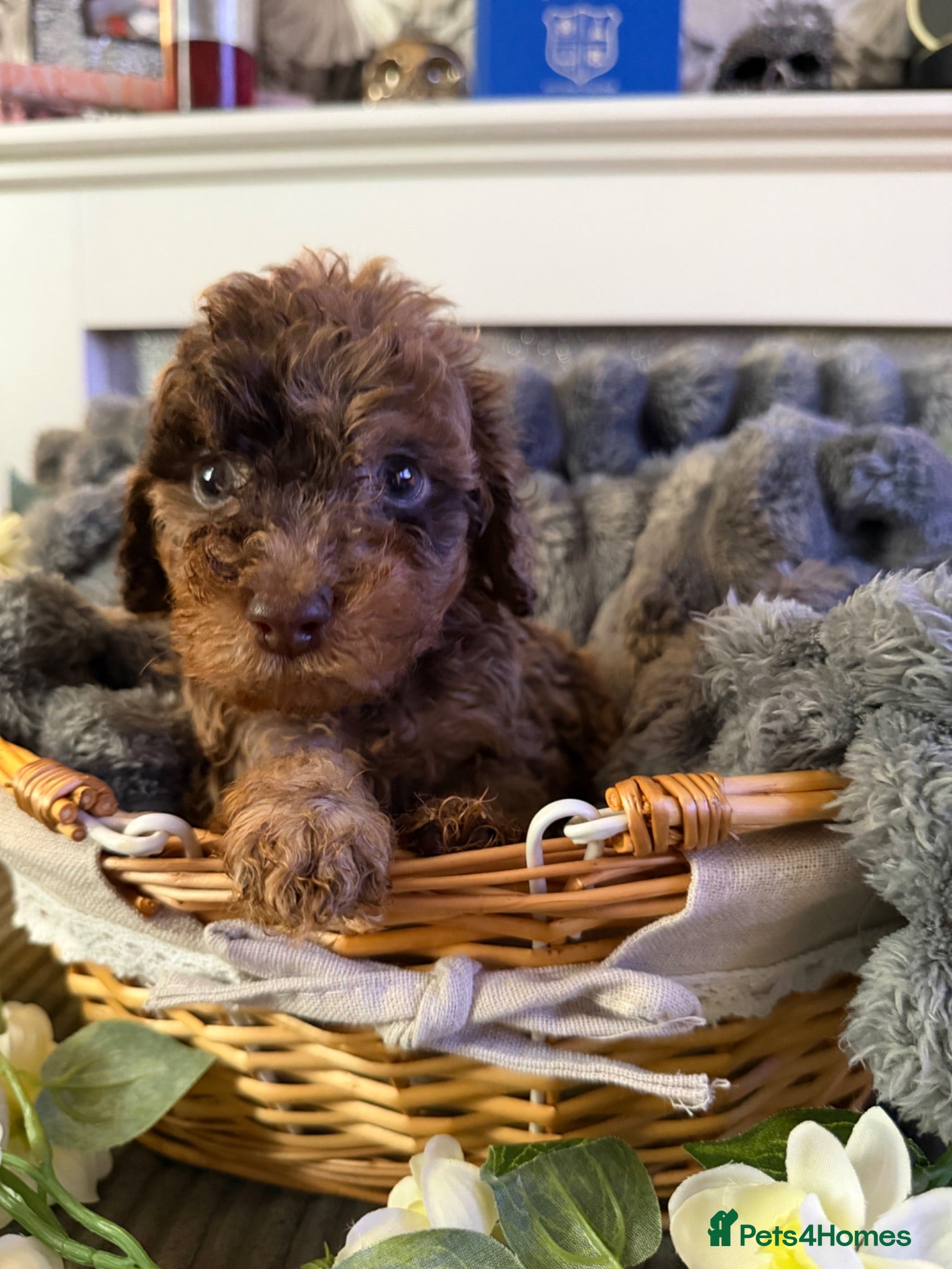 Cockapoo dogs ⭐ Stunning F3 Cockapoo Puppies Home Raised  ⭐ - Advert 5