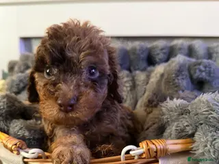 Cockapoo dogs ⭐ Stunning F3 Cockapoo Puppies Home Raised ⭐ - Advert 5