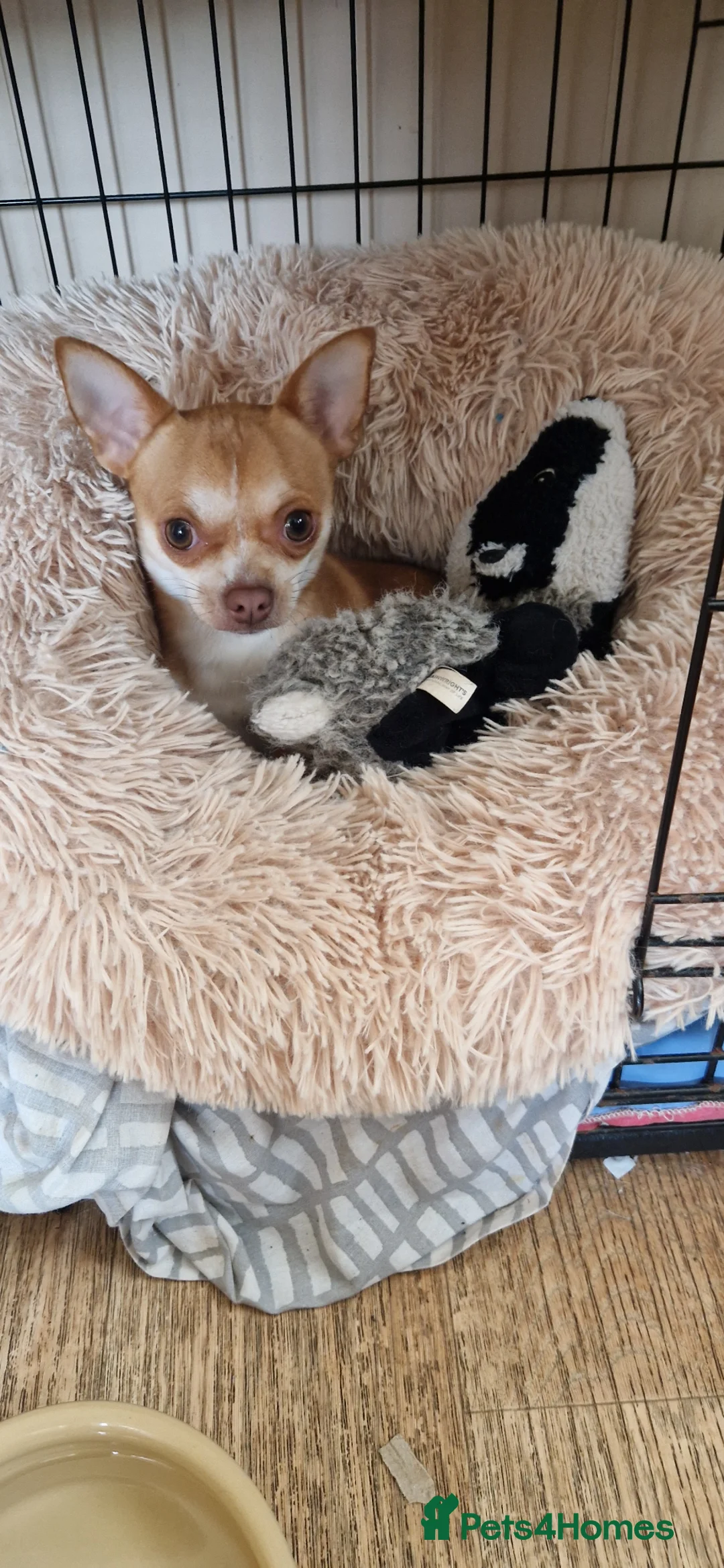 Chihuahua dogs for stud: Paco - Very active male for stud - Advert 2
