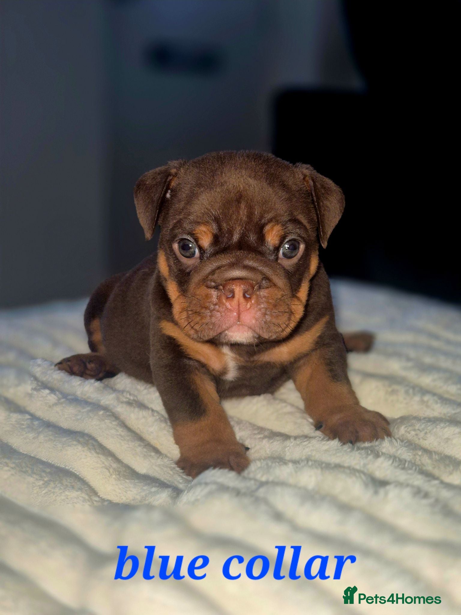English Bulldog dogs KC ENGLISH BULLDOG PUPS  - Advert 1