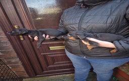 Patterdale Terrier dogs for sale: Patterdale Puppies - Advert 9